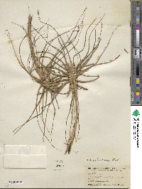 Tillandsia schiedeana image