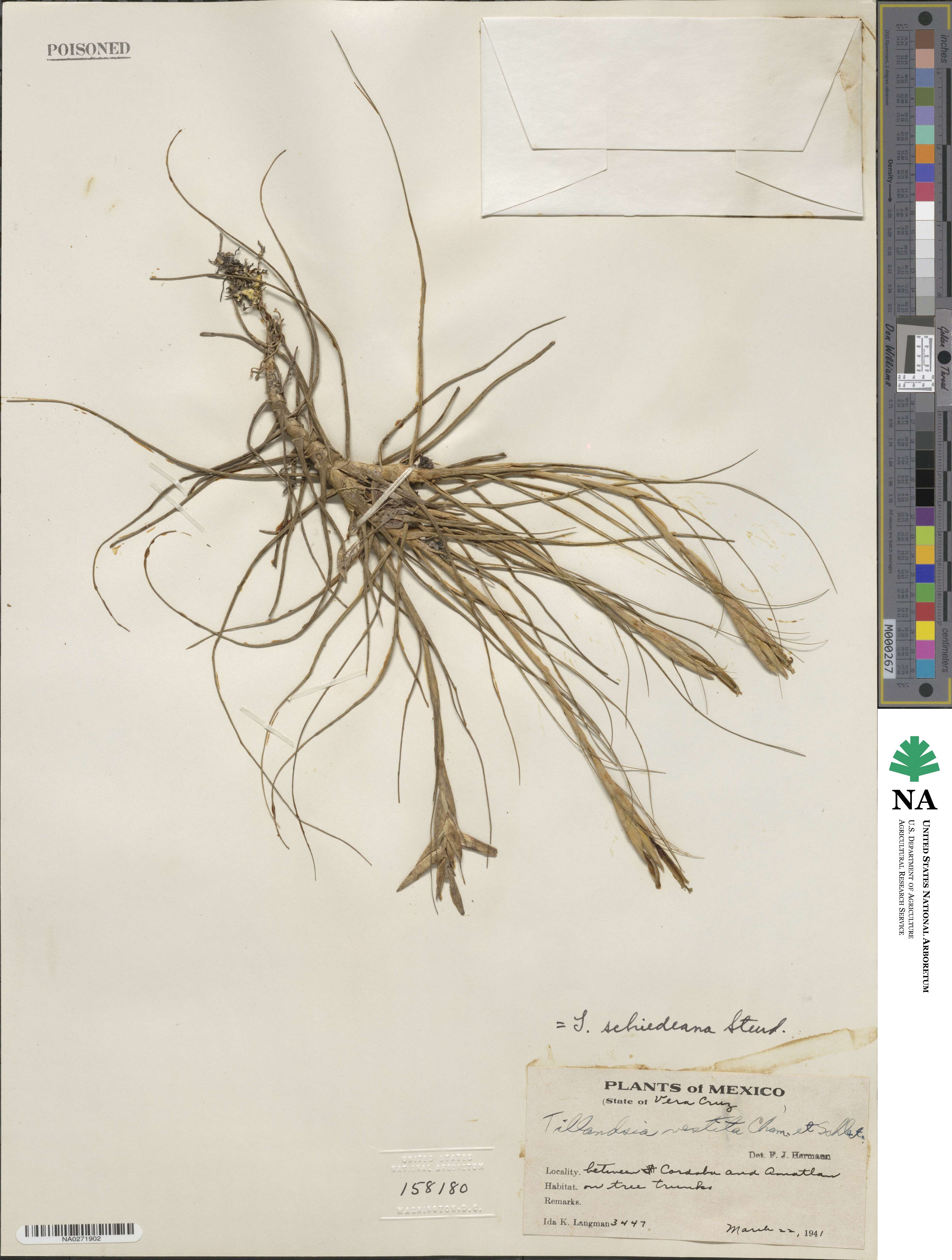 Tillandsia schiedeana image