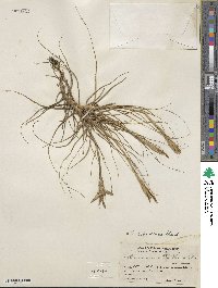 Tillandsia schiedeana image