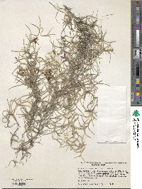 Tillandsia usneoides image