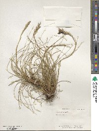 Tillandsia recurvata image