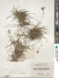 Tillandsia recurvata image