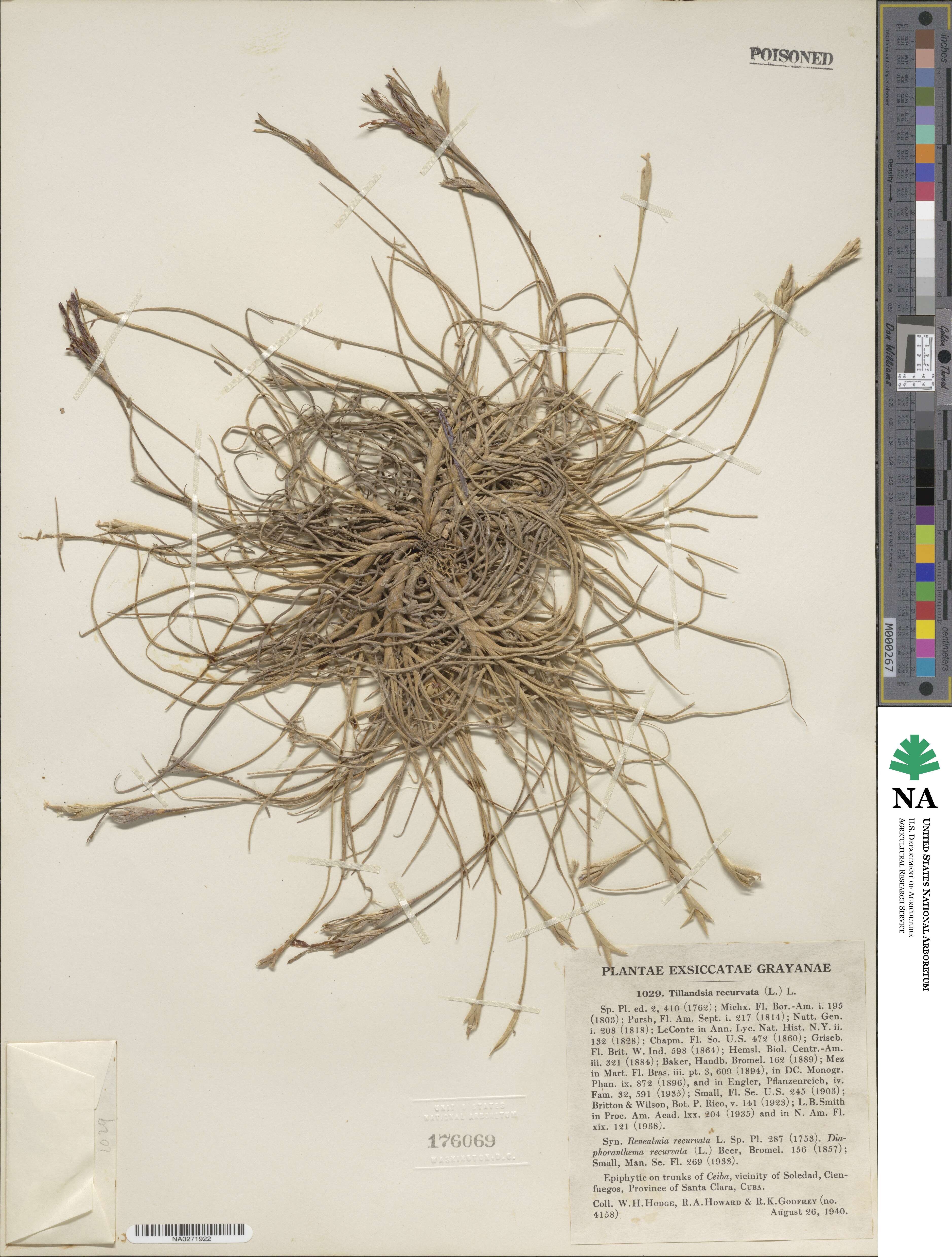 Tillandsia recurvata image