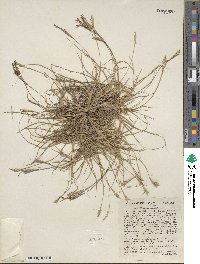 Tillandsia recurvata image