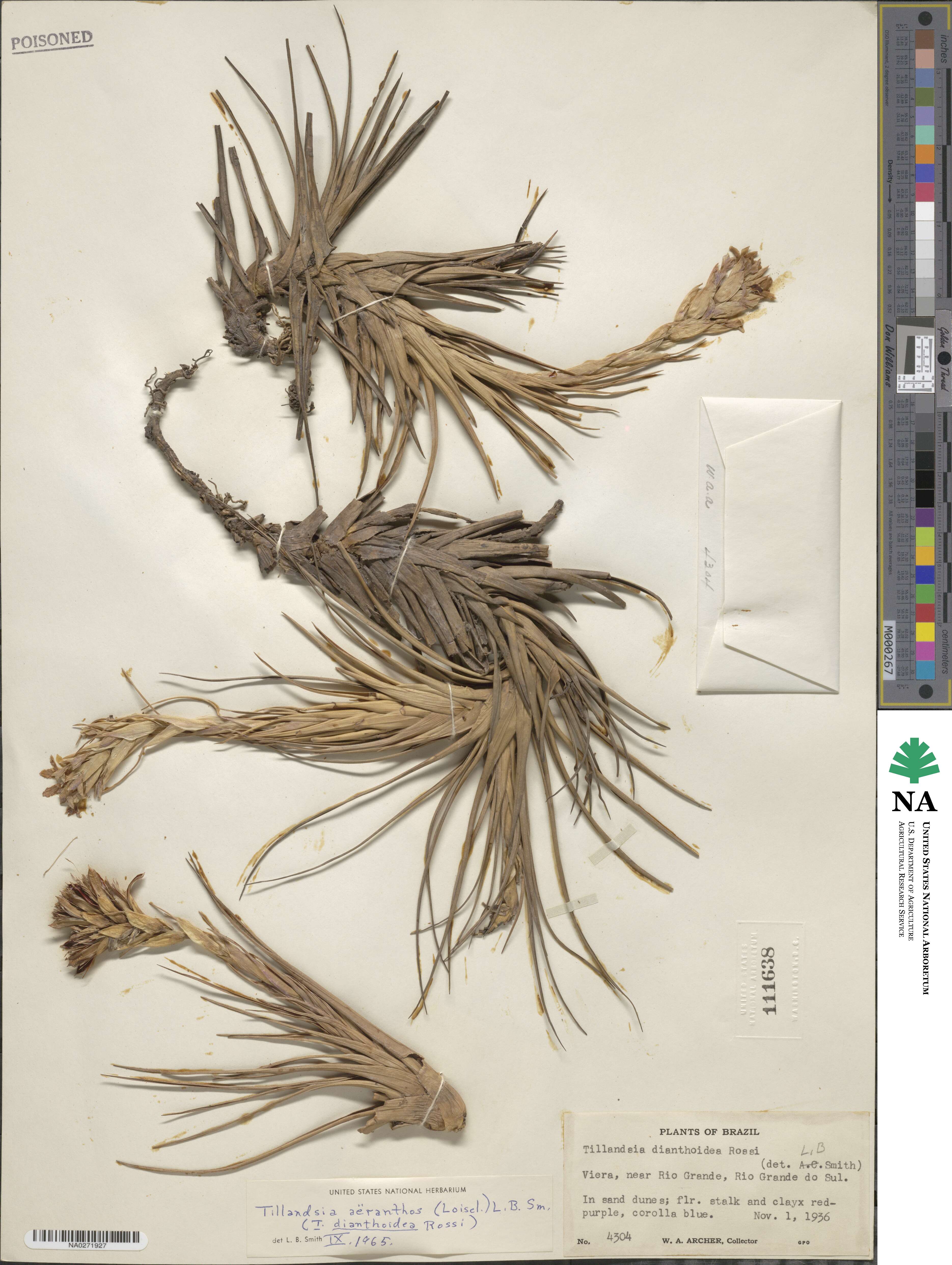 Tillandsia aeranthos image