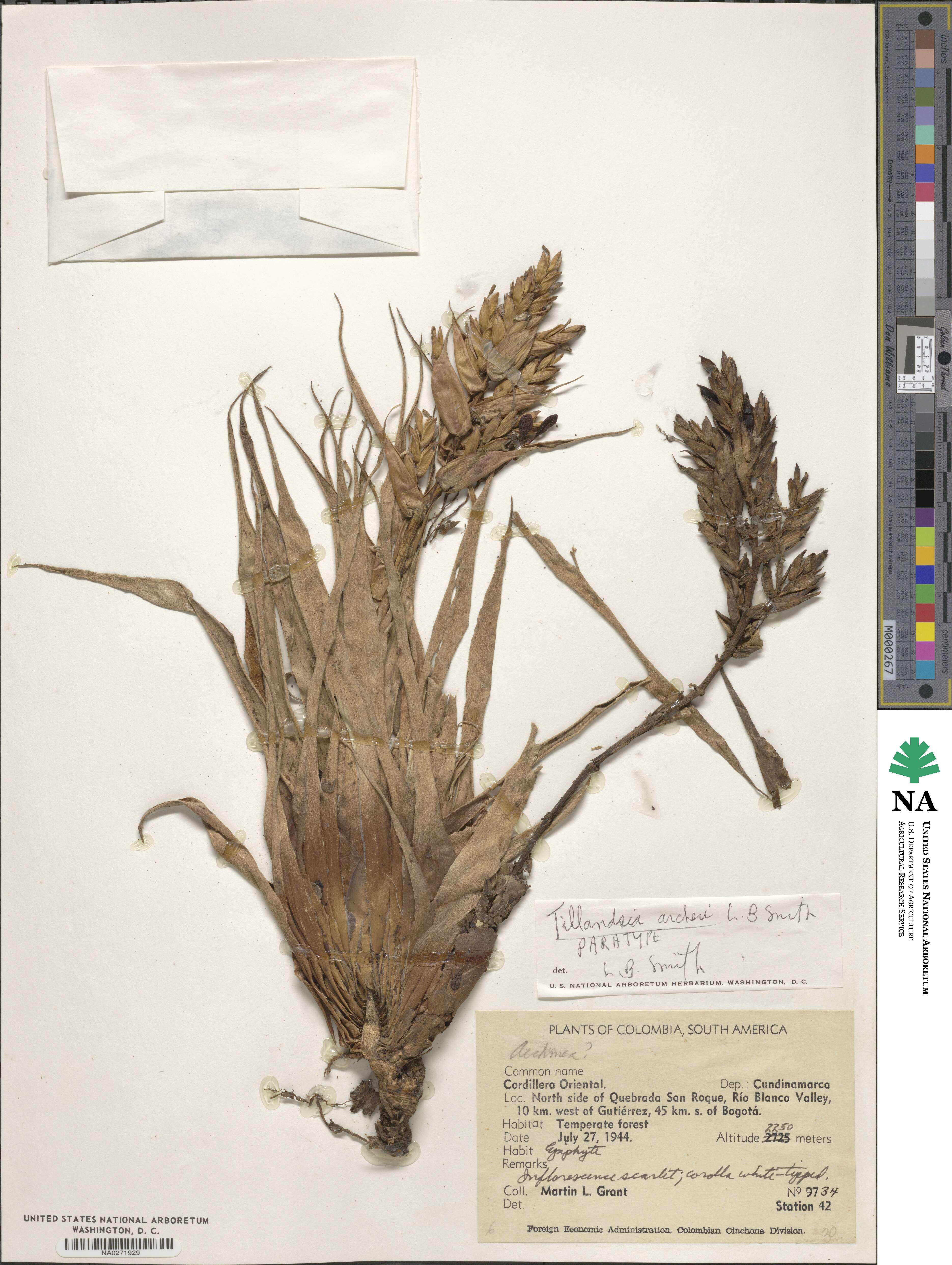 Tillandsia archeri image
