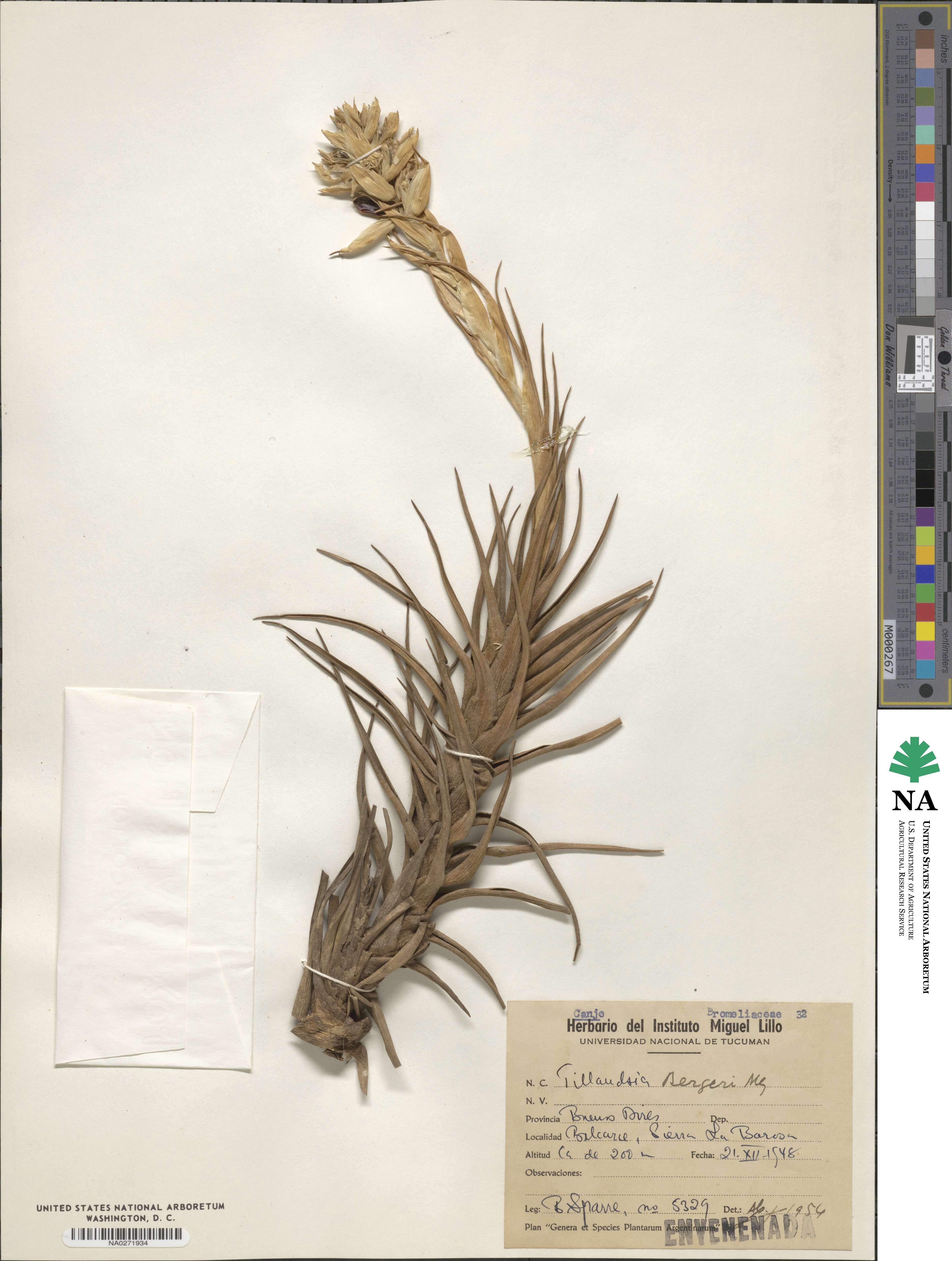 Tillandsia bergeri image