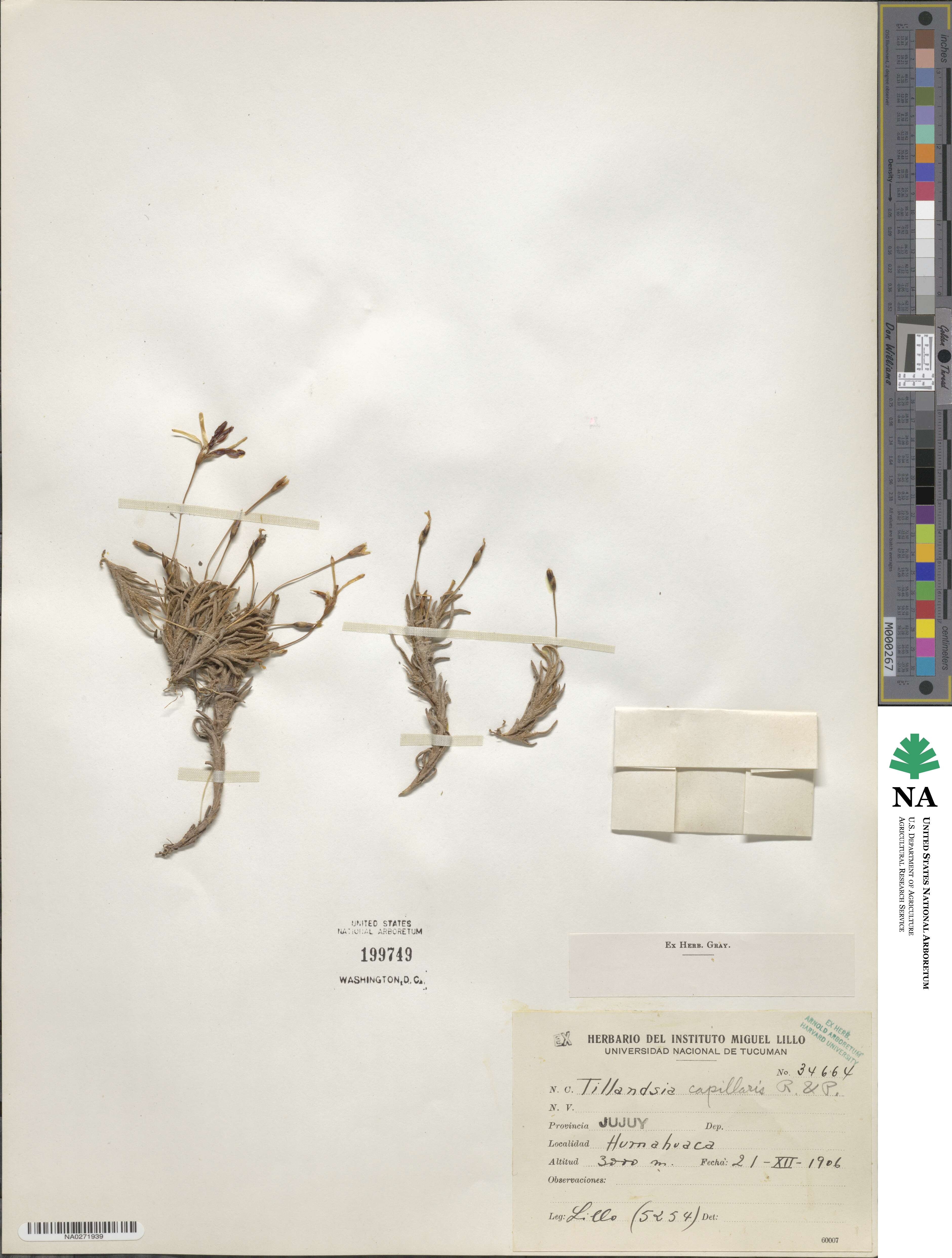 Tillandsia capillaris image