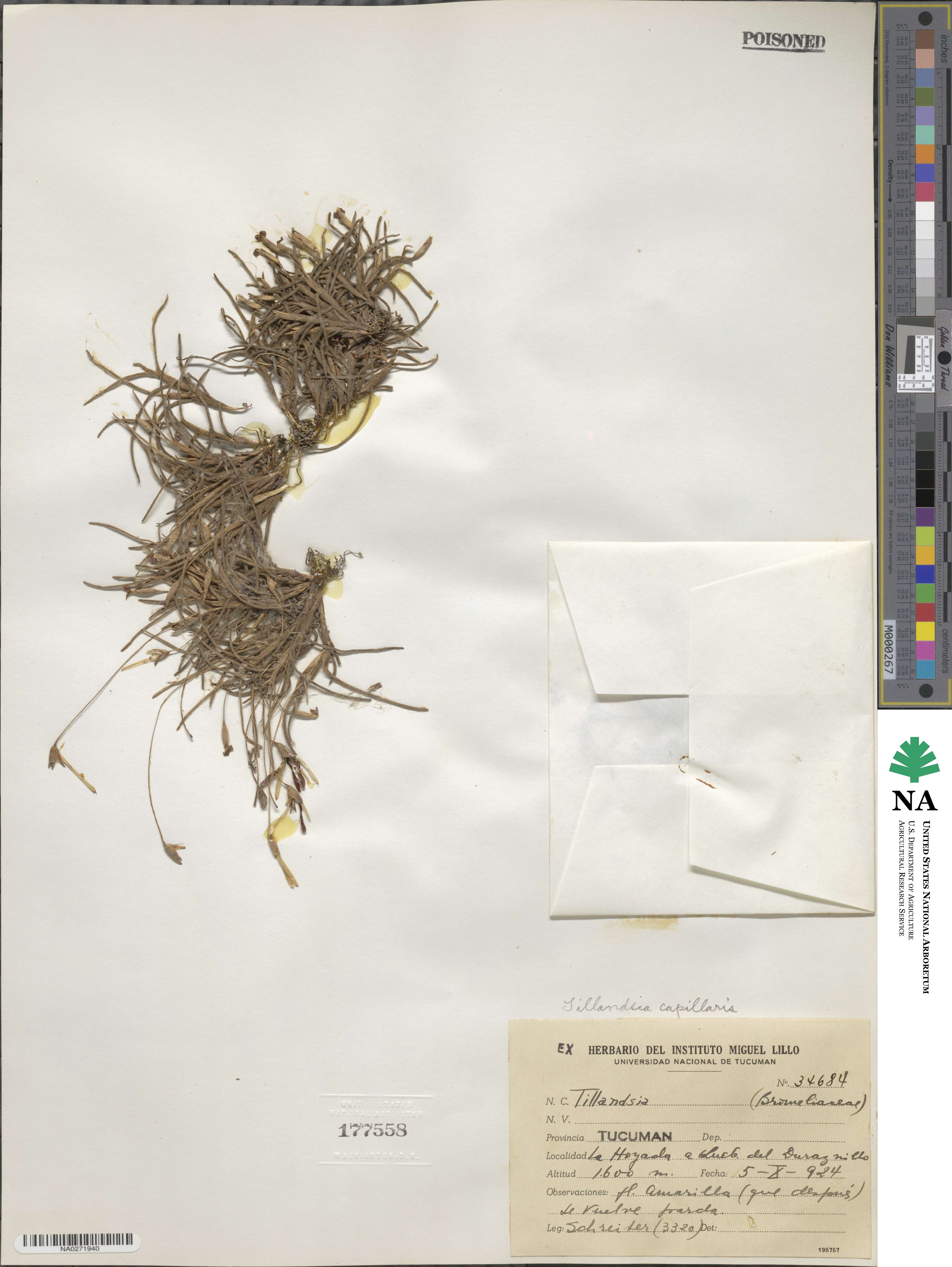 Tillandsia capillaris image