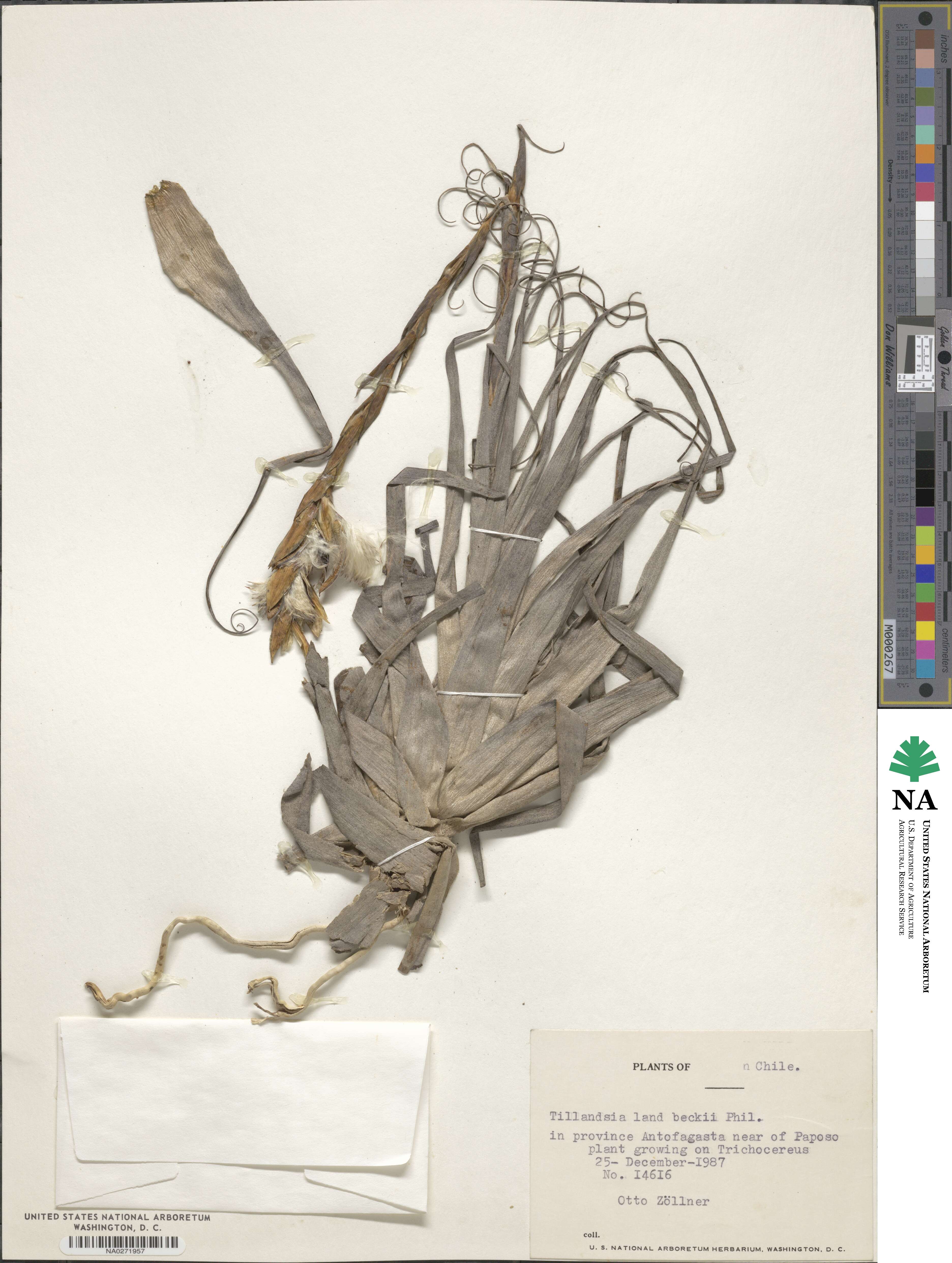 Tillandsia landbeckii image