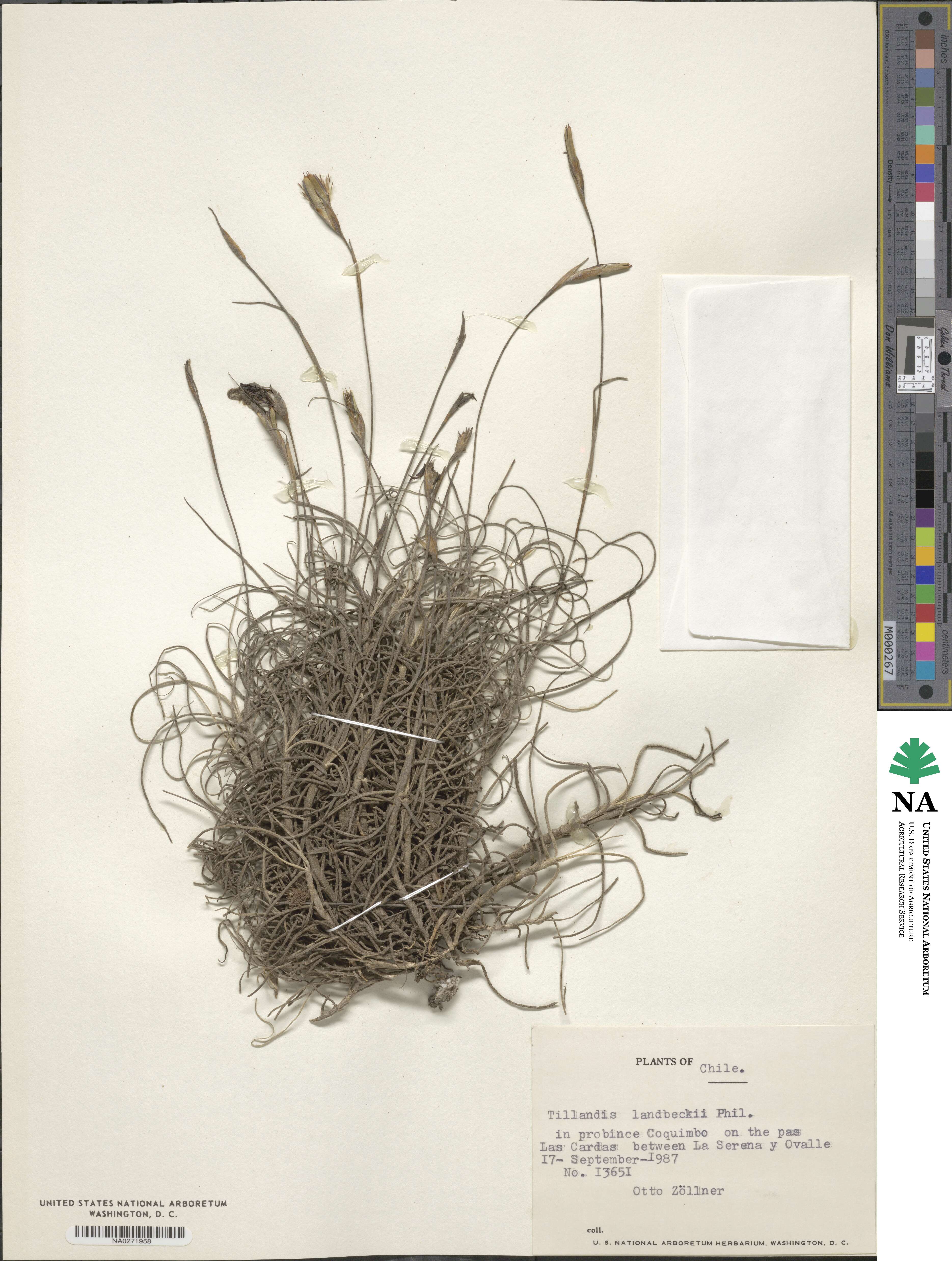Tillandsia landbeckii image