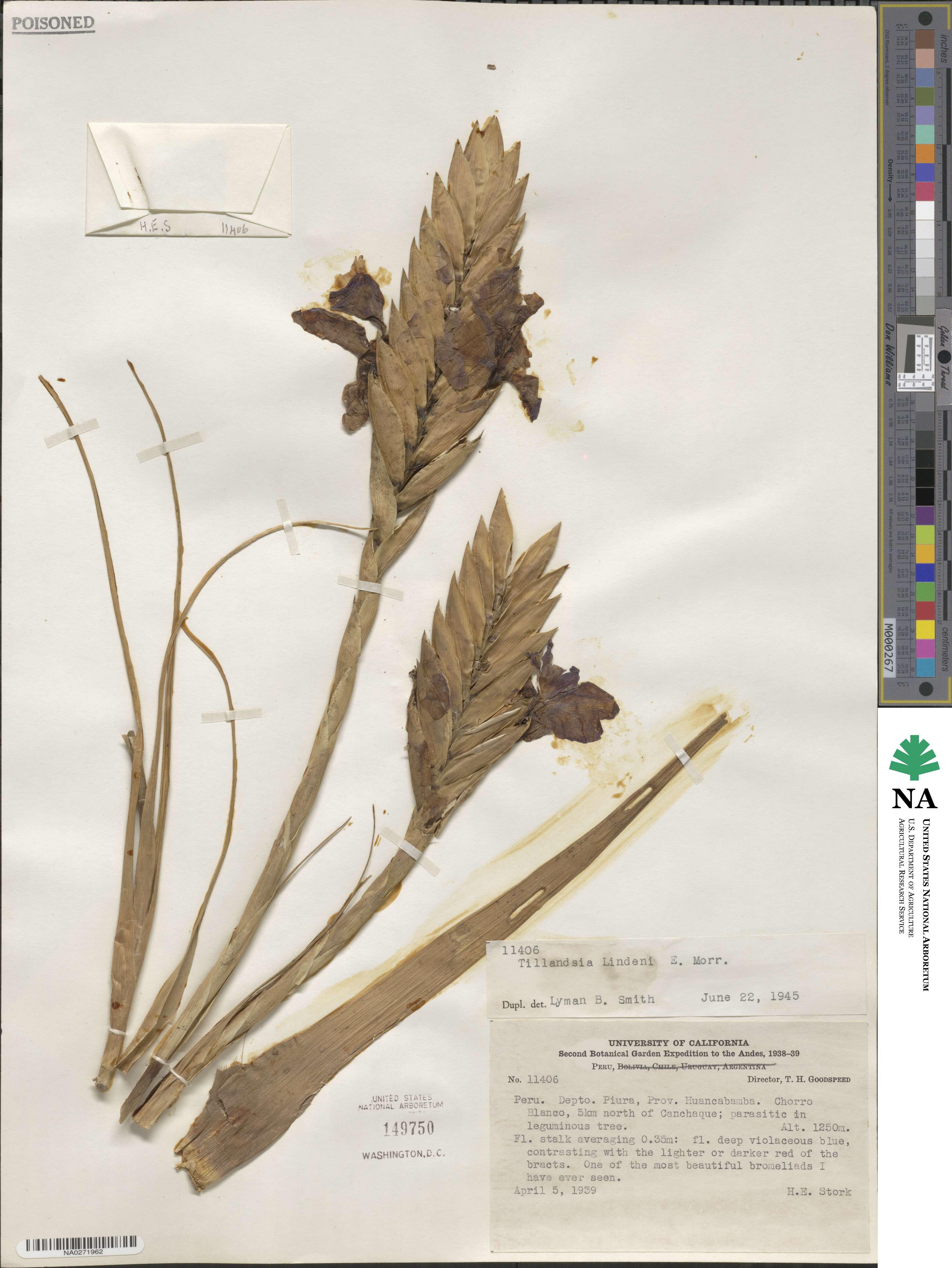 Tillandsia lindenii image