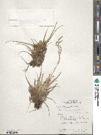 Tillandsia parviflora image