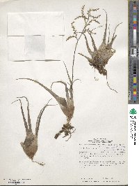 Tillandsia parviflora image