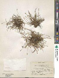 Tillandsia recurvata image