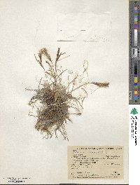 Tillandsia recurvata image