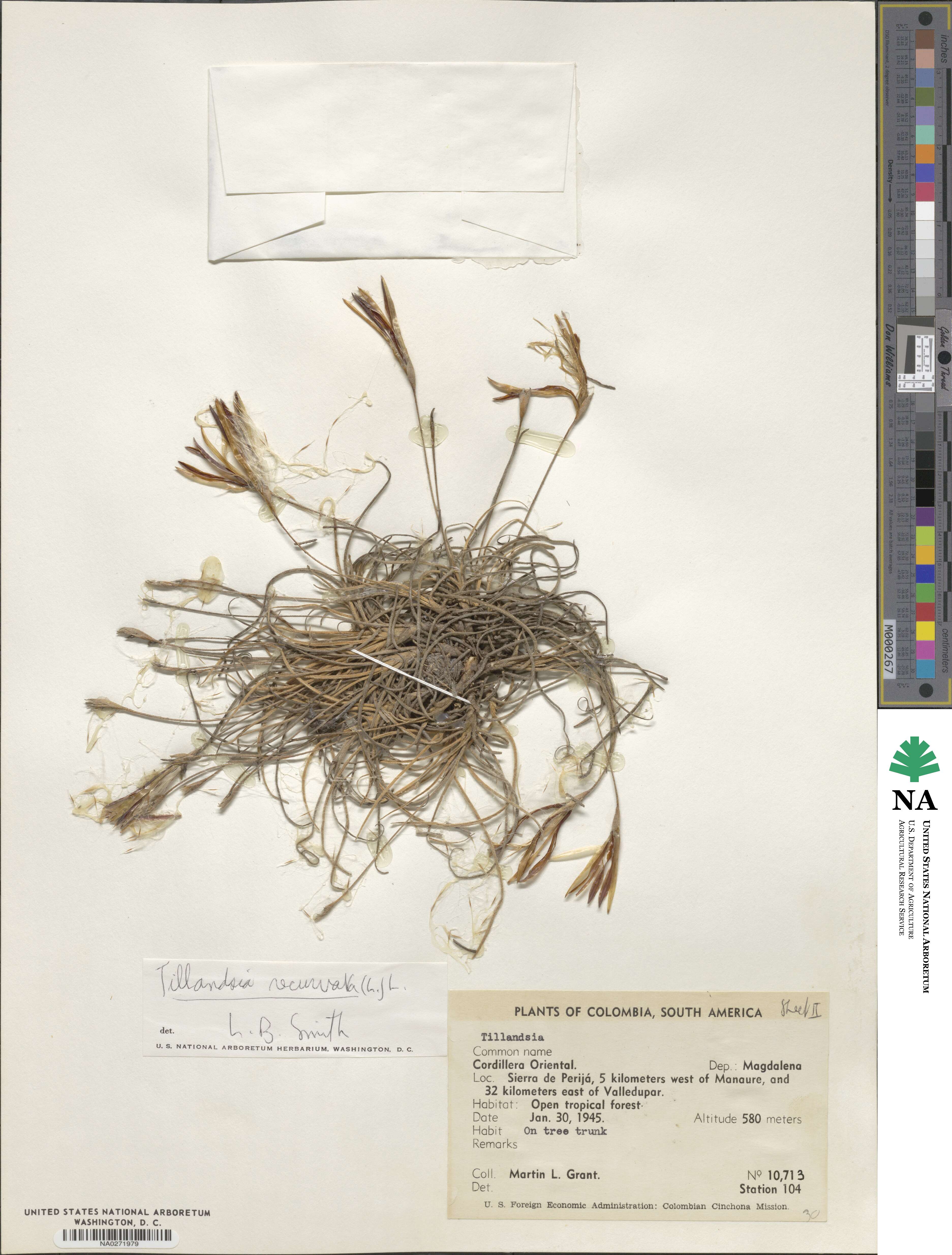 Tillandsia recurvata image