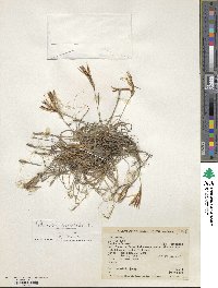 Tillandsia recurvata image