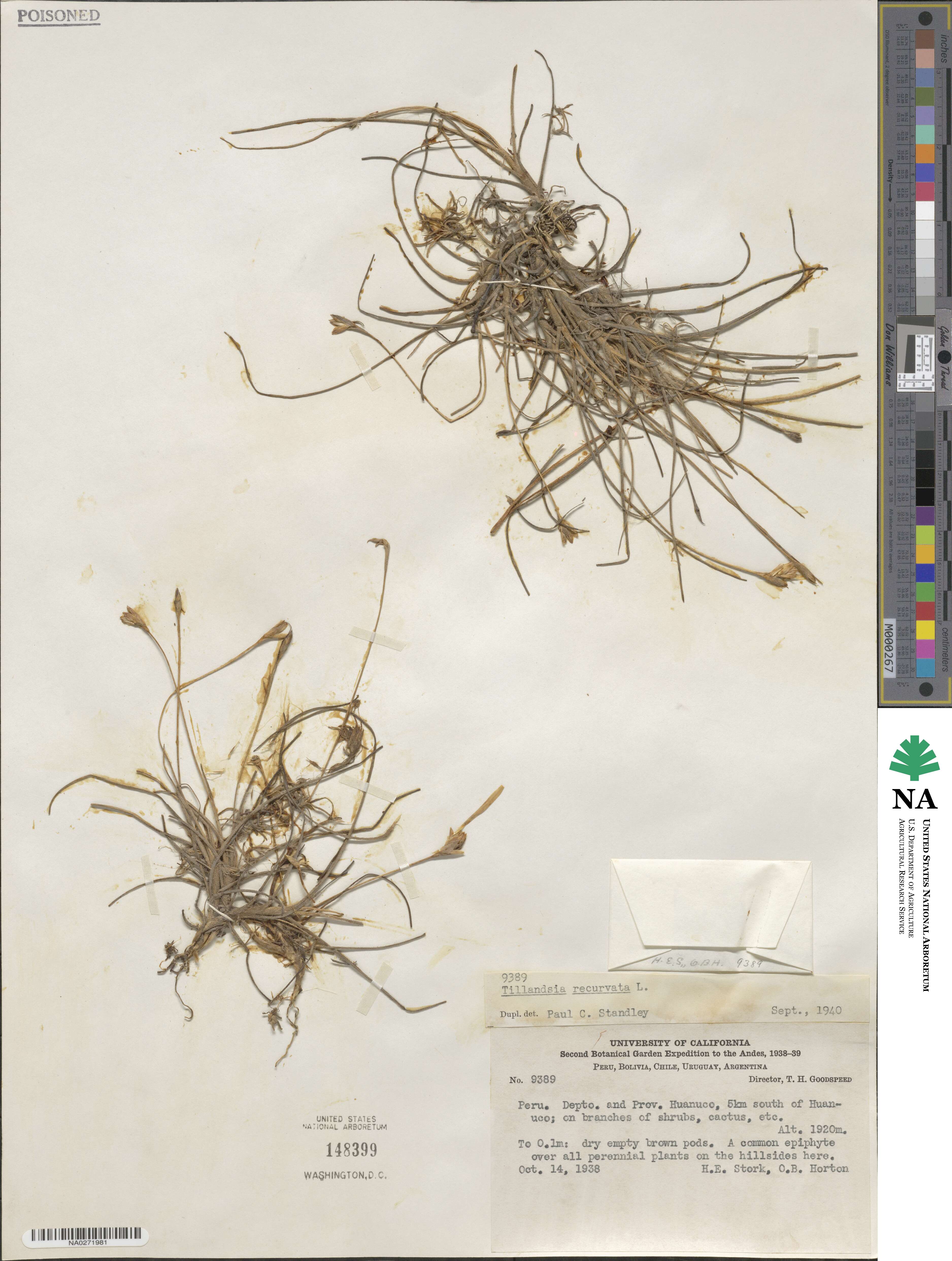 Tillandsia recurvata image