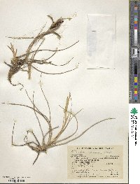 Tillandsia schiedeana image