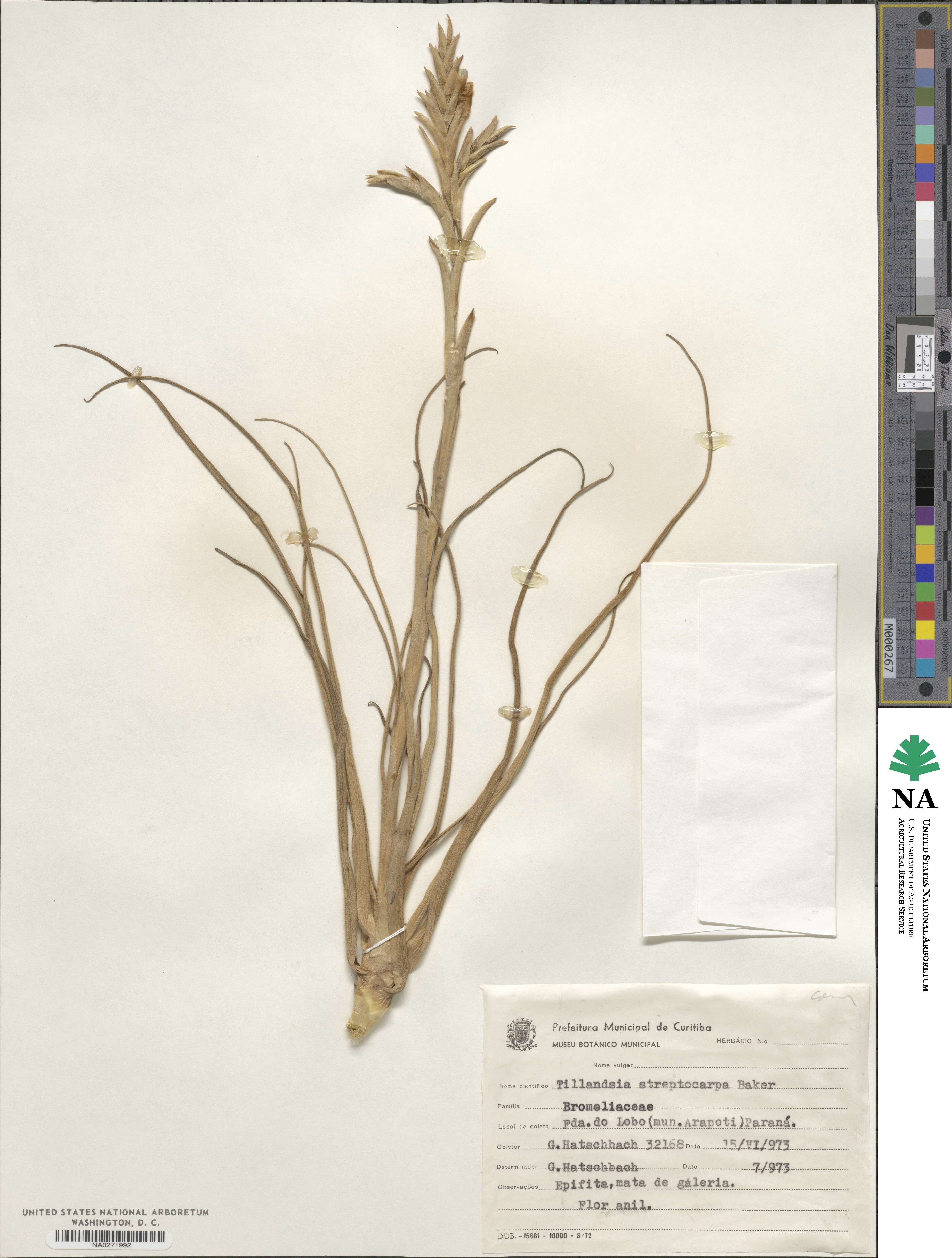 Tillandsia streptocarpa image