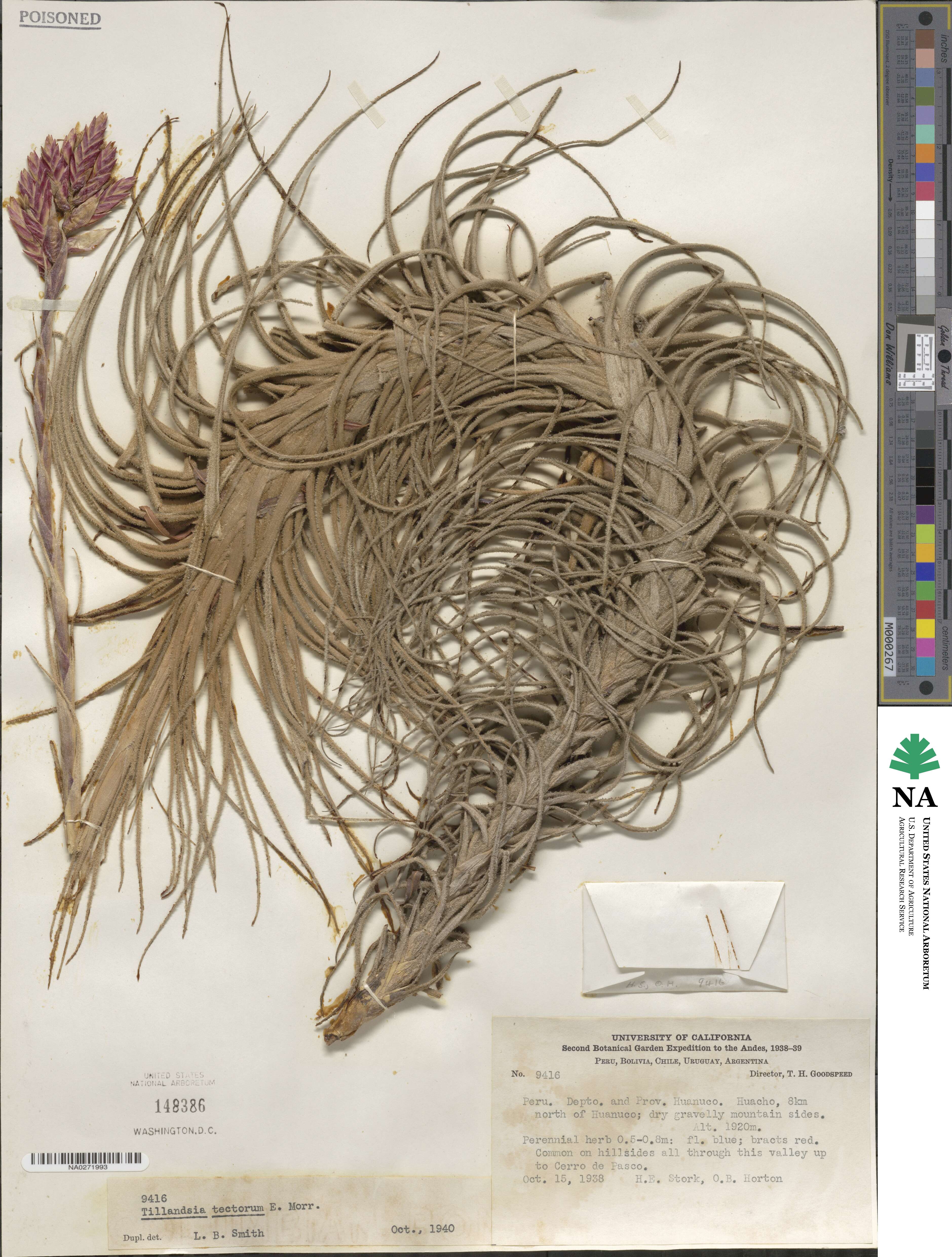 Tillandsia tectorum image