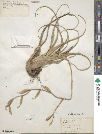 Tillandsia flexuosa image