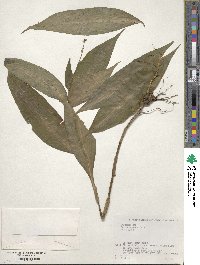 Pollia japonica image