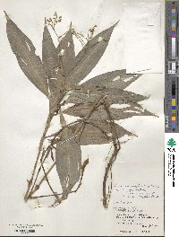 Pollia secundiflora image