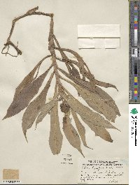 Pollia thyrsiflora image