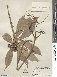 Pollia thyrsiflora image