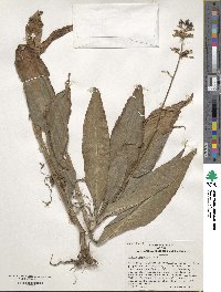 Pollia japonica image