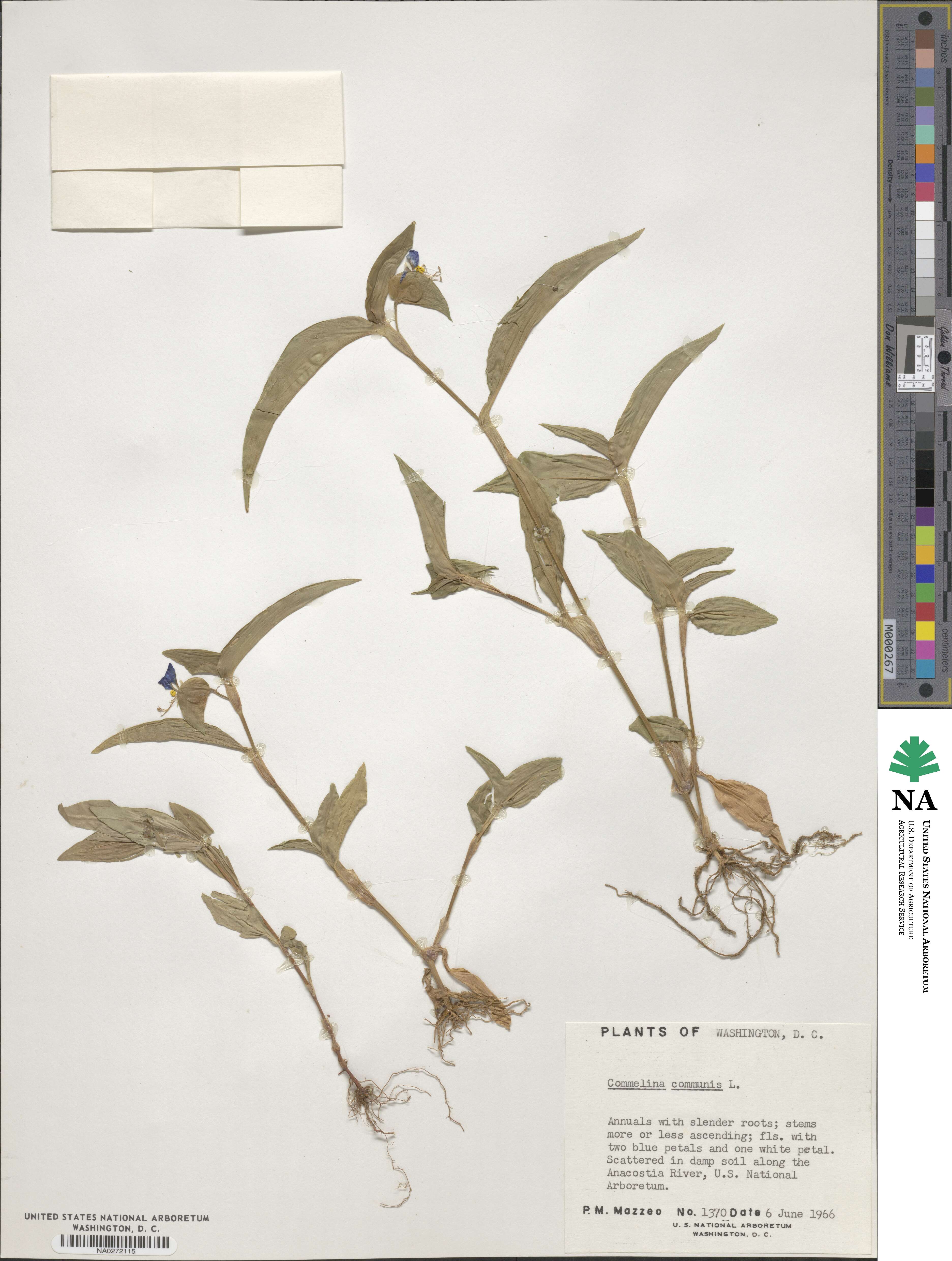 Commelina image