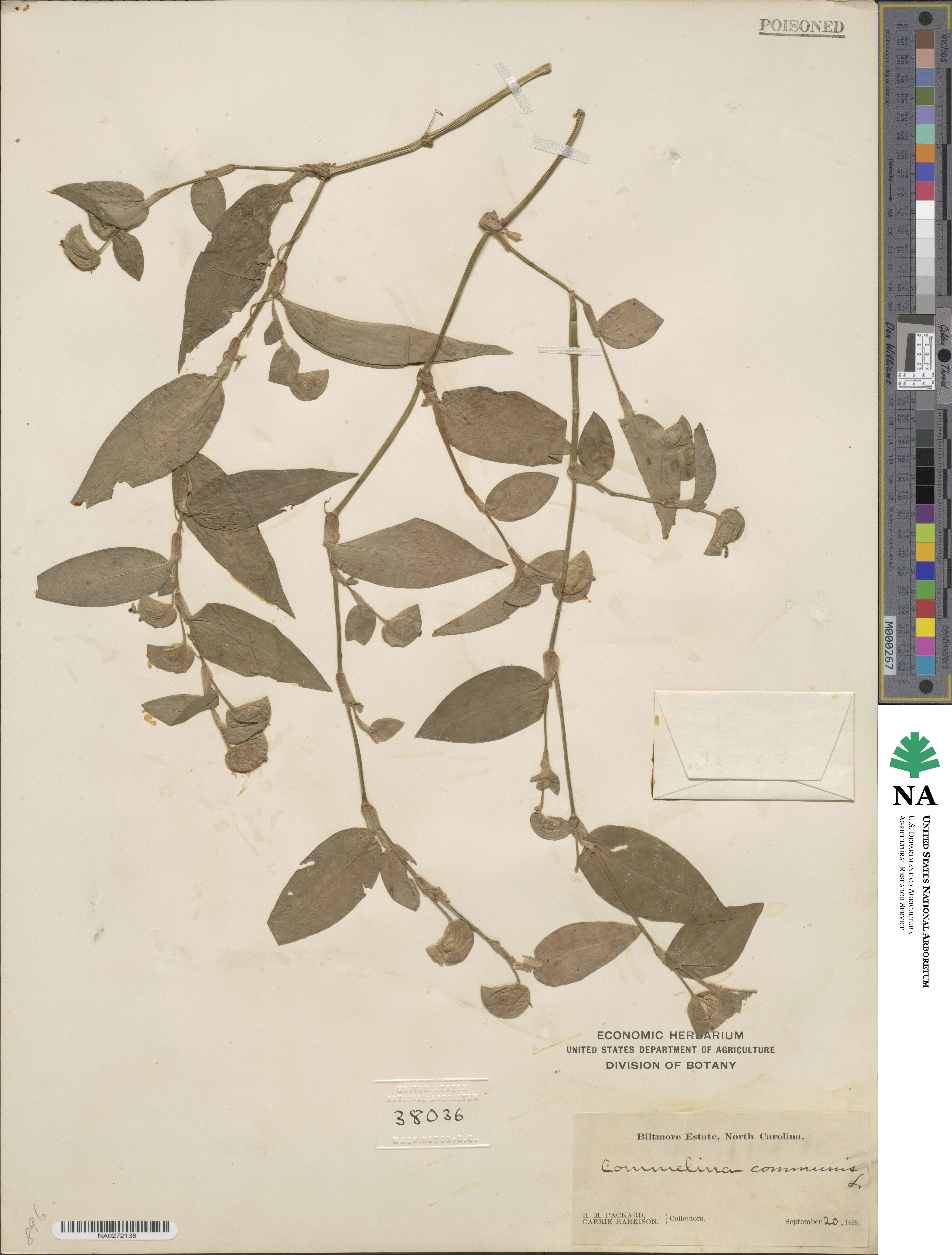 Commelinaceae image