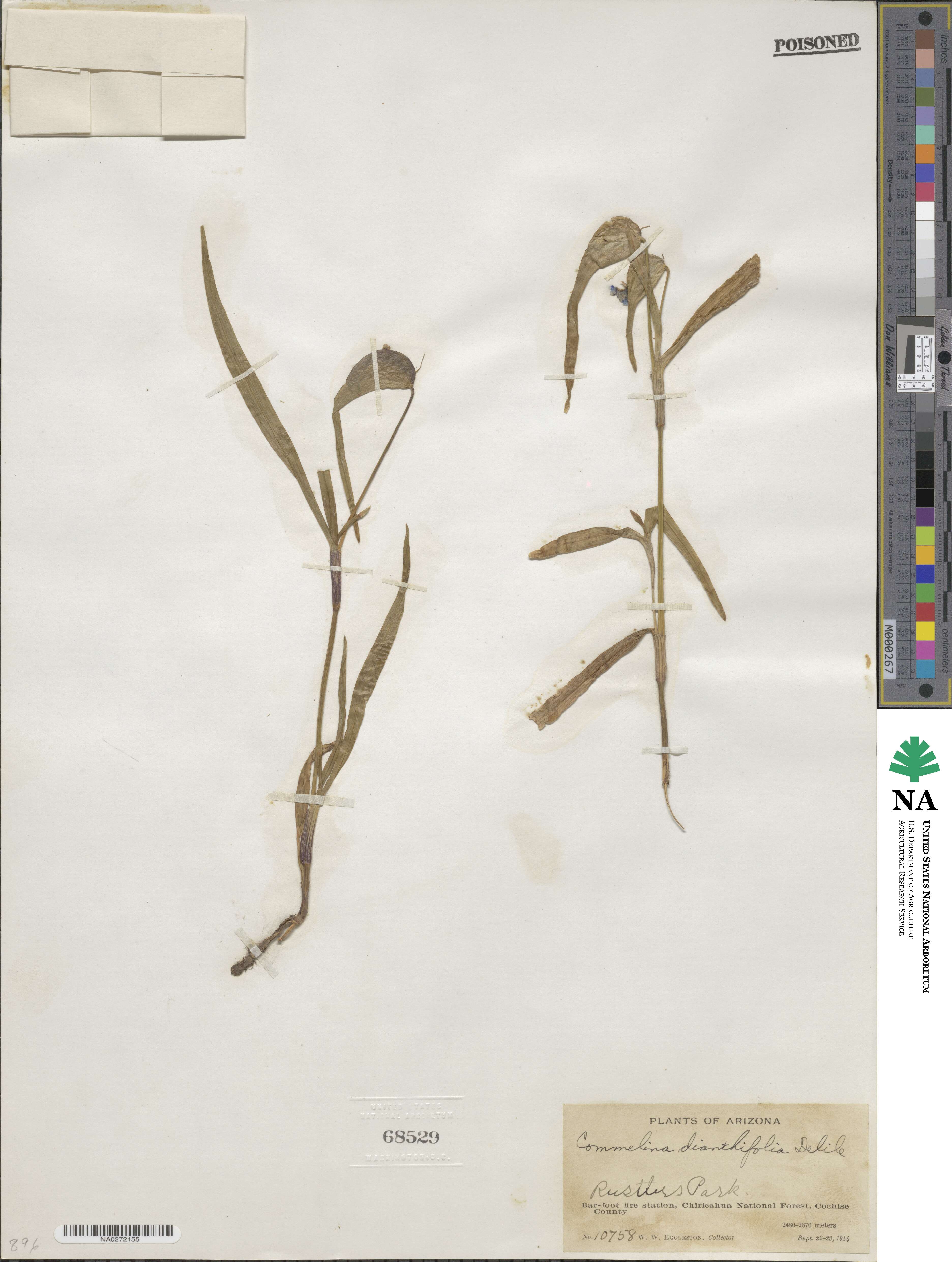 Commelina dianthifolia image