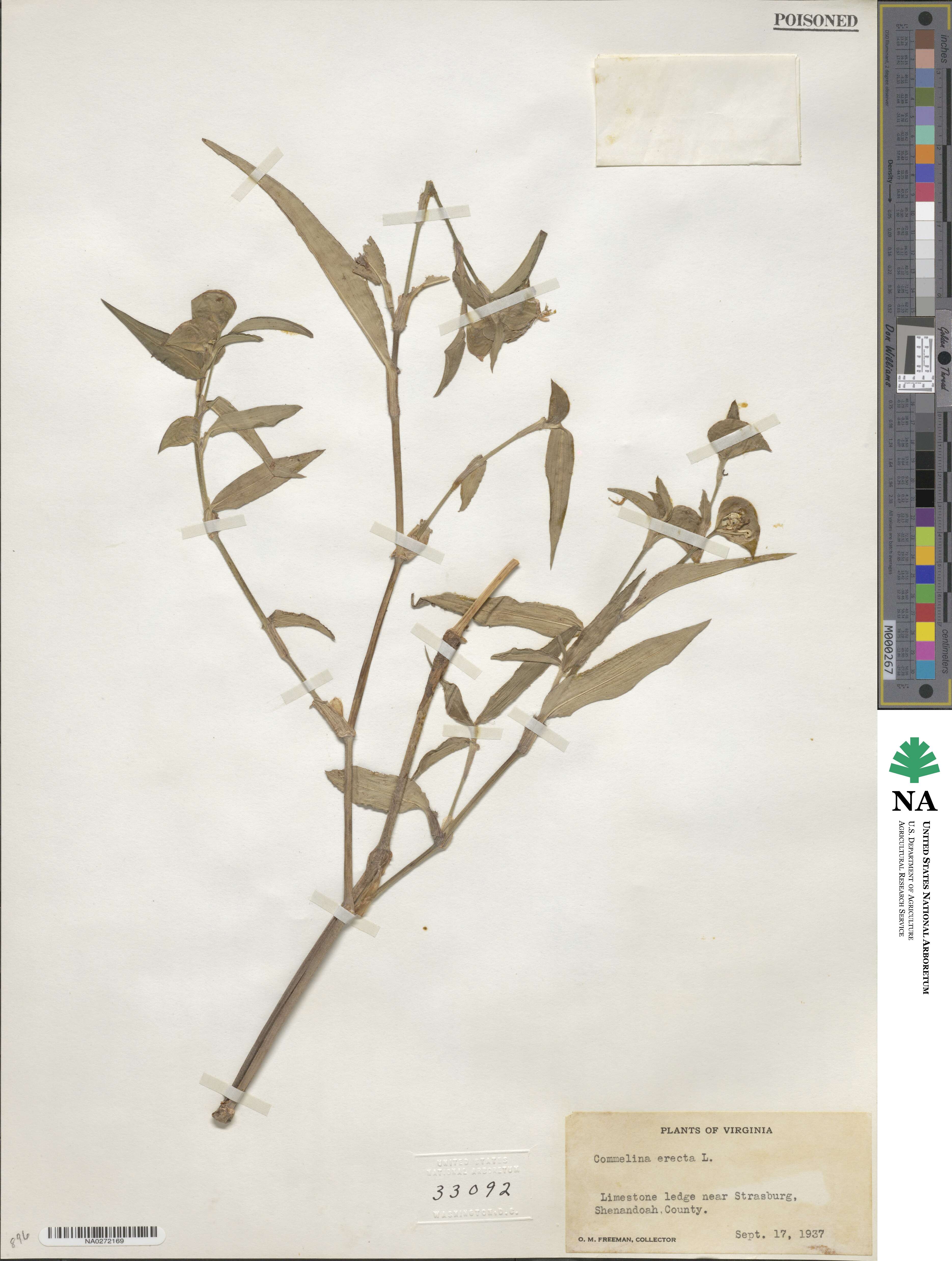 Commelinaceae image