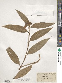 Commelina erecta image