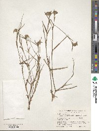 Commelina erecta subsp. erecta image