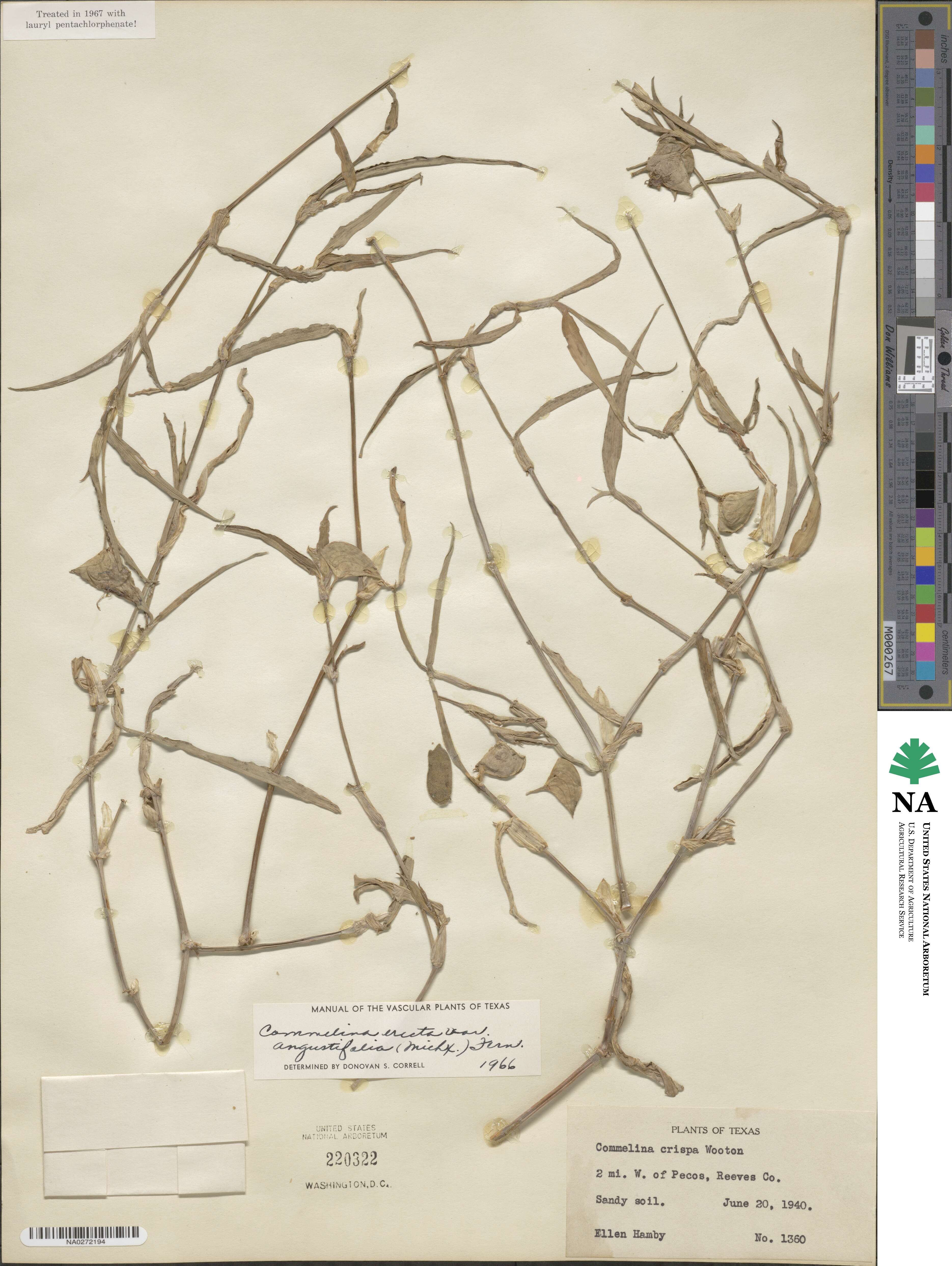 Commelina erecta subsp. erecta image