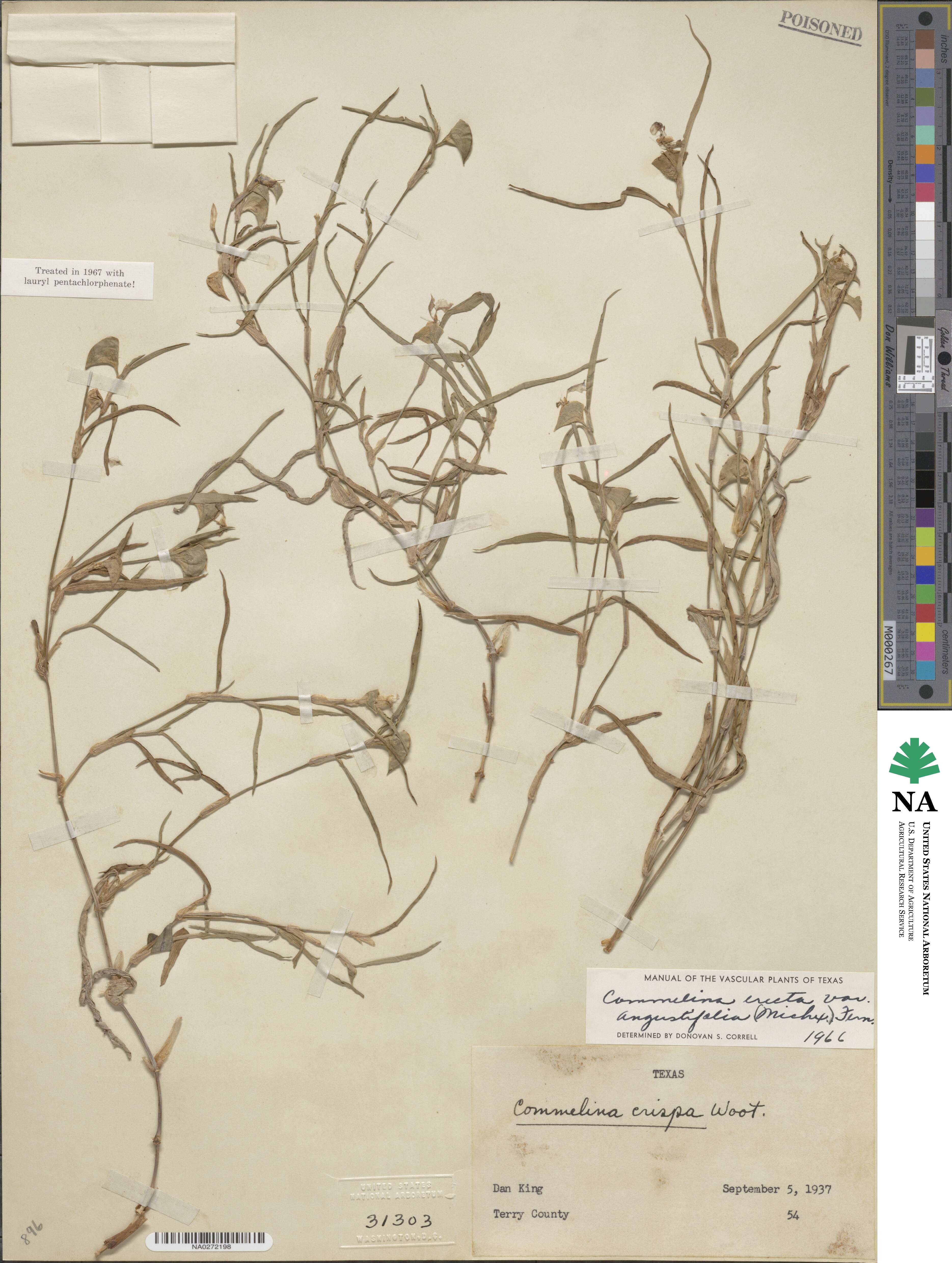 Commelina erecta subsp. erecta image