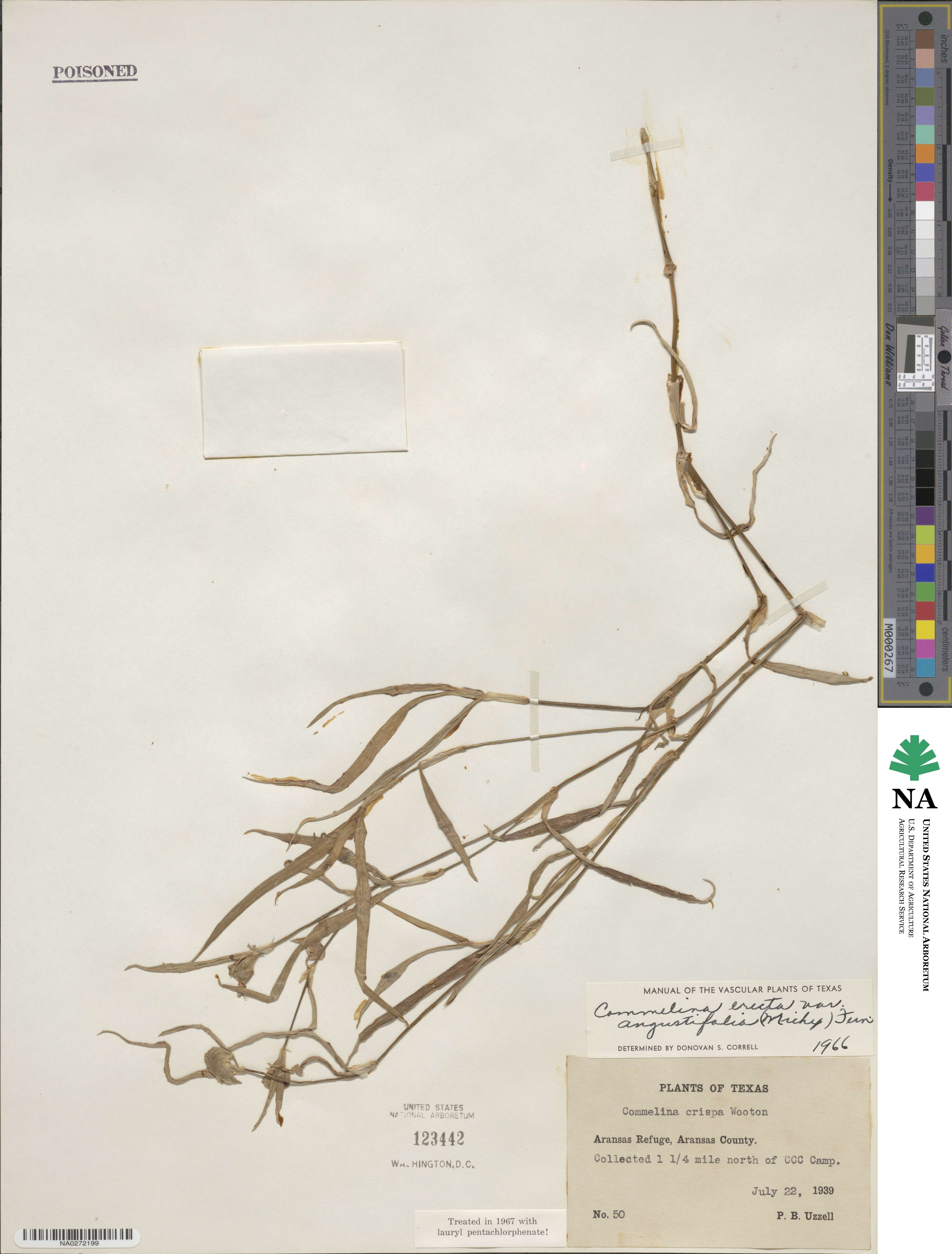 Commelina erecta image