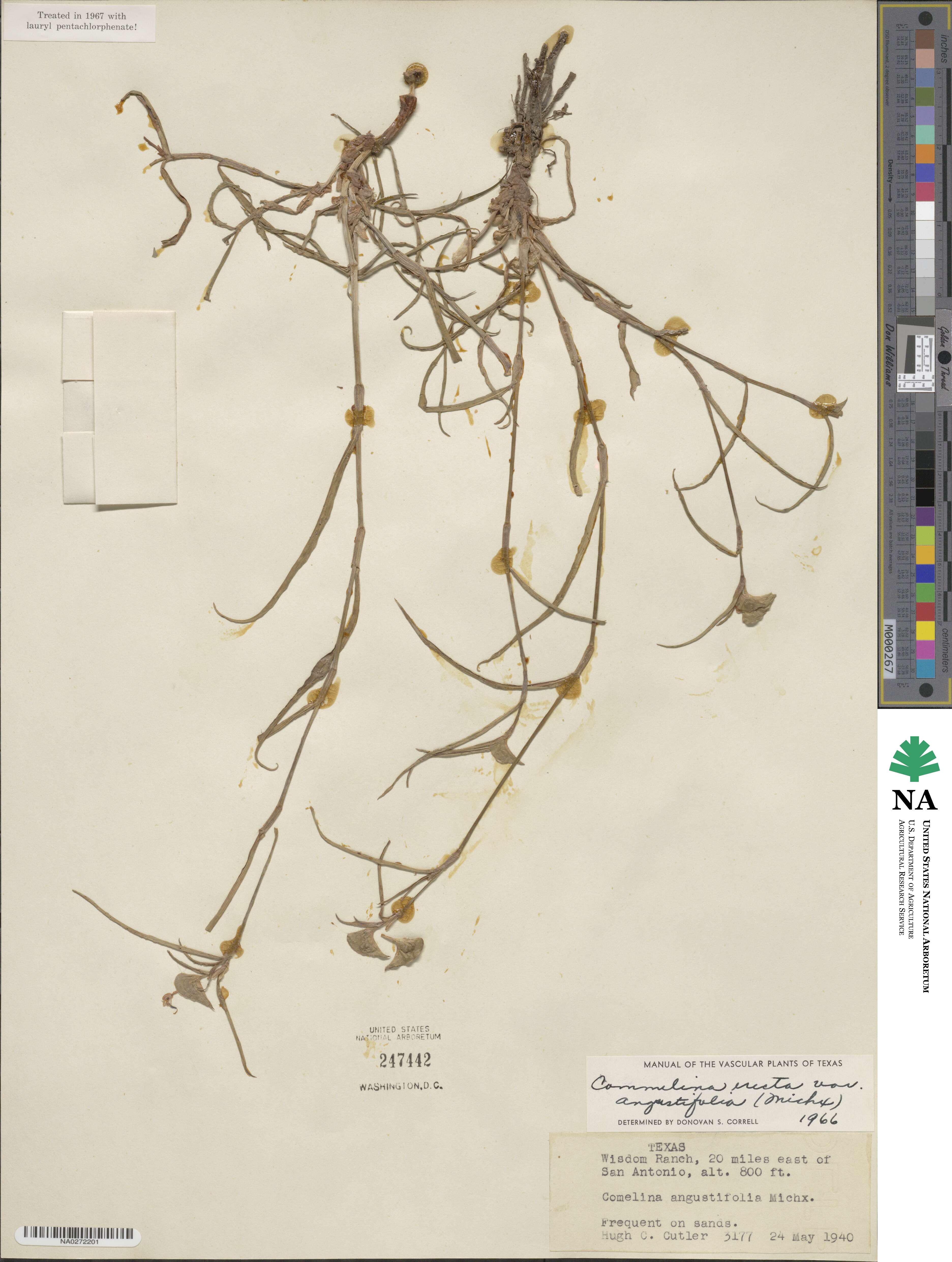 Commelina erecta subsp. erecta image