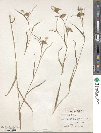 Commelina erecta subsp. erecta image