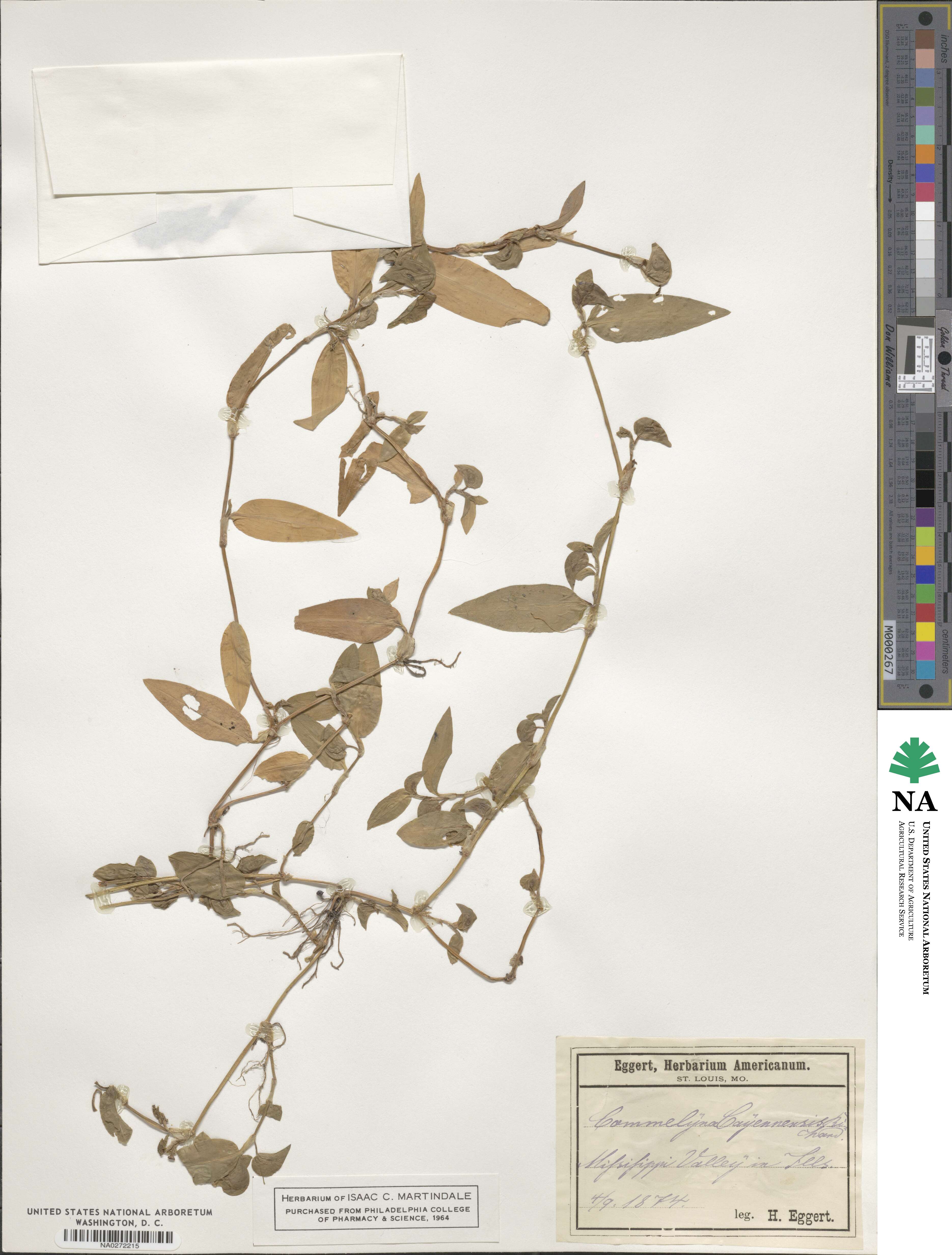 Murdannia nudiflora image