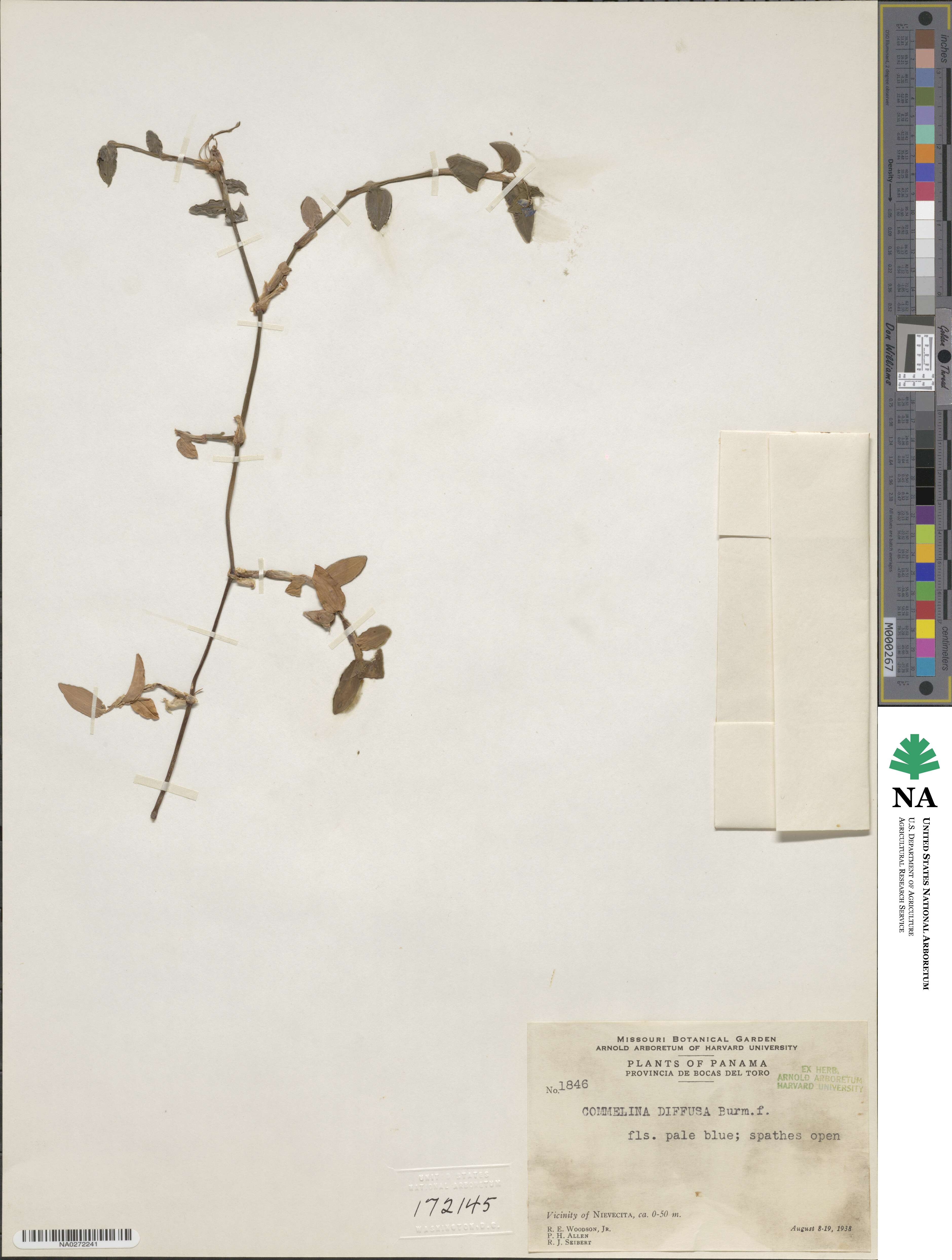 Commelina diffusa image