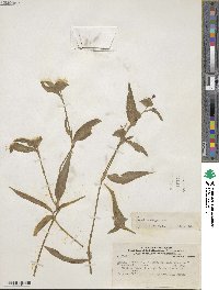 Commelina erecta subsp. erecta image