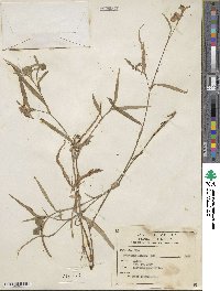 Commelina erecta subsp. erecta image