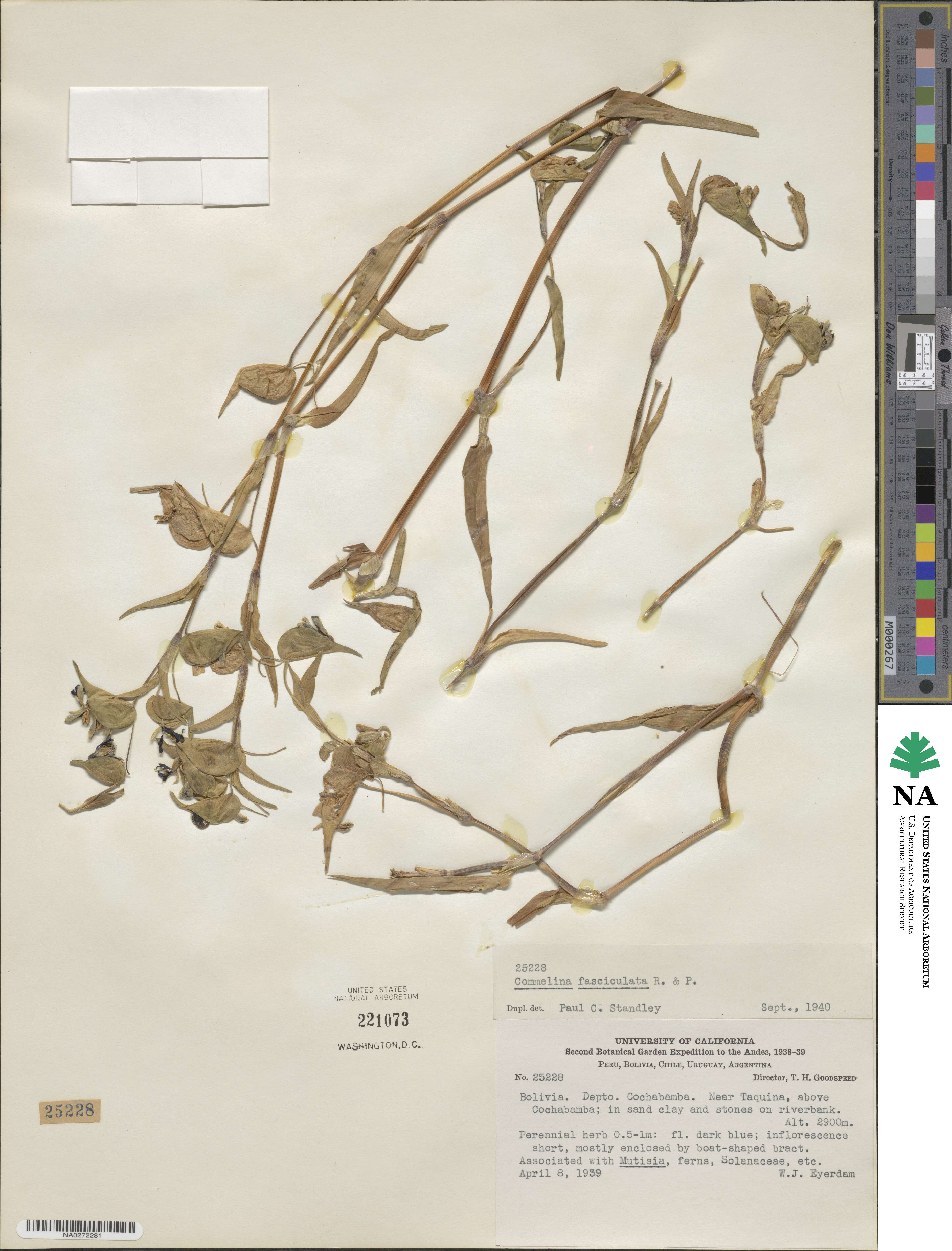 Commelina tuberosa image