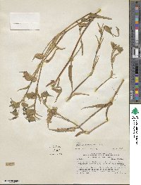 Commelina tuberosa image