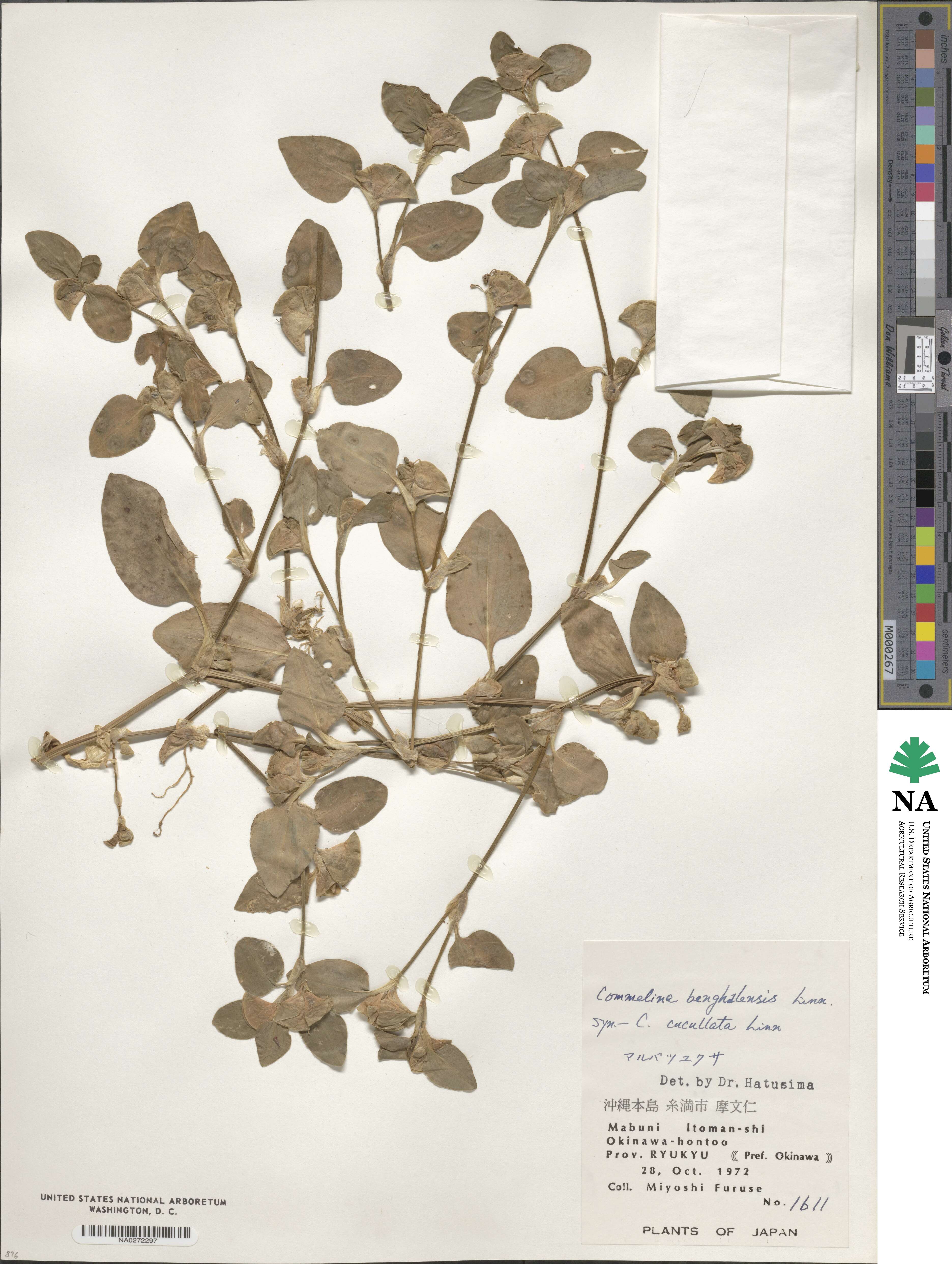 Commelina benghalensis image